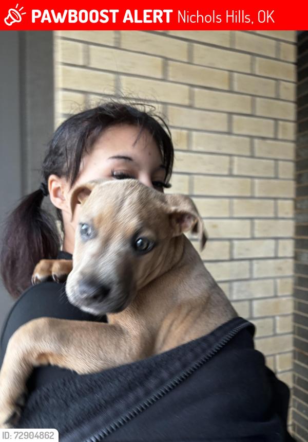 Lost Female Dog last seen i235 between britton and hefner rd , Nichols Hills, OK 73120