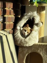 Lost Male Cat last seen edgewood cemetery , Blount County, AL 35097