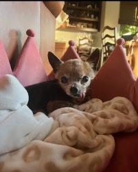 Lost Female Dog last seen Near , San Marcos, CA 92069