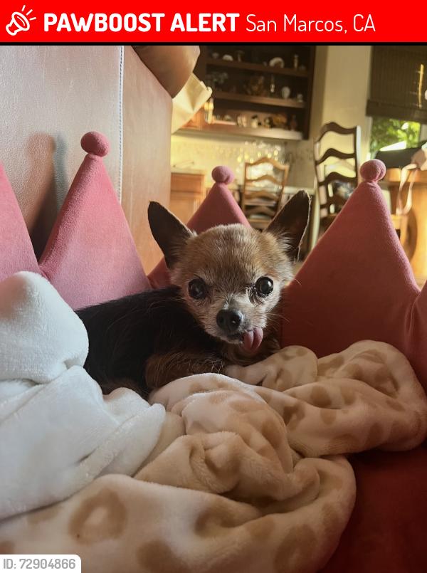 Lost Female Dog last seen Near , San Marcos, CA 92069