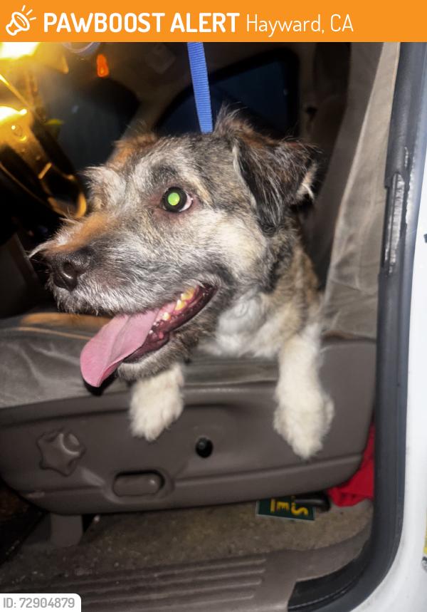 Found/Stray Unknown Dog last seen San Felipe Park, Hayward, CA 94541