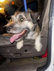 Found/Stray Unknown Dog last seen San Felipe Park, Hayward, CA 94541
