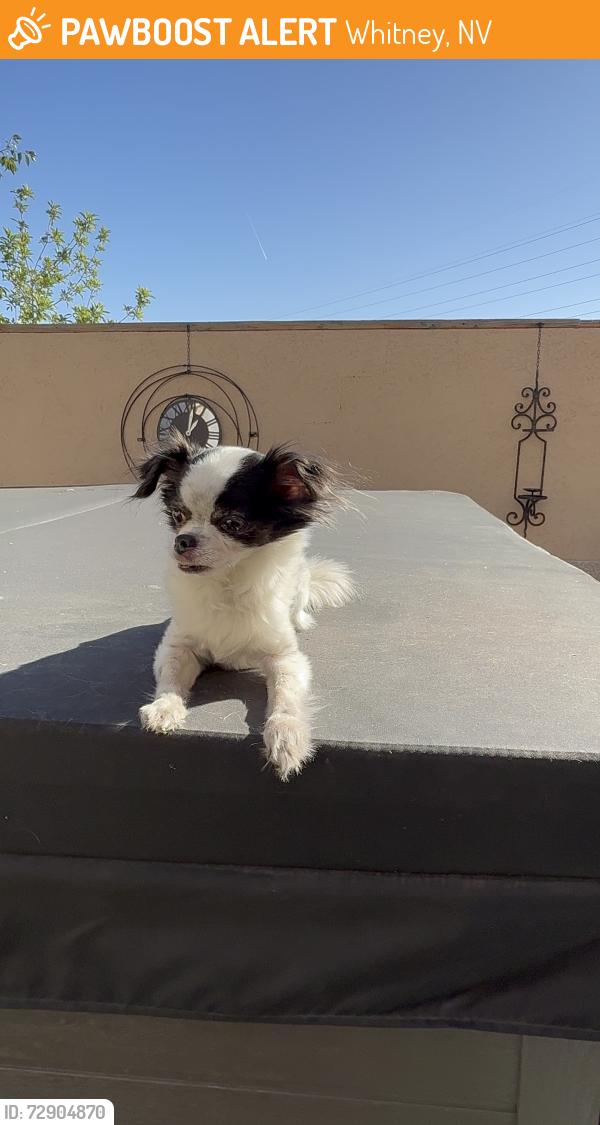 Found/Stray Female Dog last seen Russell and Whitney , Whitney, NV 89122