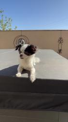 Found/Stray Female Dog last seen Russell and Whitney , Whitney, NV 89122