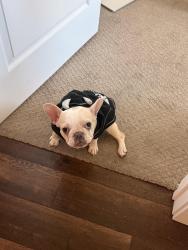 Lost Female Dog last seen Nalo Creek Loop, Pensacola, FL 32514