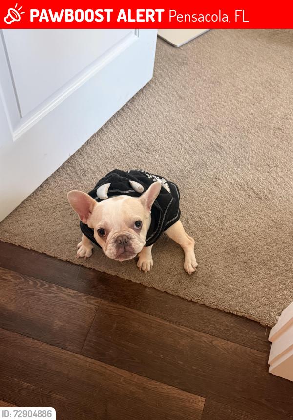Lost Female Dog last seen Nalo Creek Loop, Pensacola, FL 32514