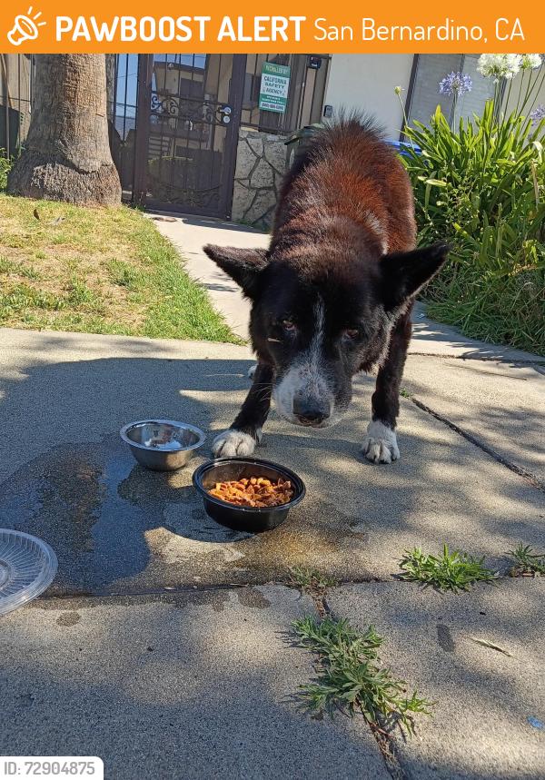 Found/Stray Male Dog last seen Near West 19th Street 92405 San Bernardino, San Bernardino, CA 92405