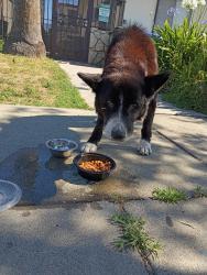 Found/Stray Male Dog last seen Near West 19th Street 92405 San Bernardino, San Bernardino, CA 92405