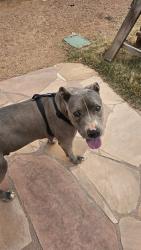 Lost Male Dog last seen Southern and Rainbow, Rio Rancho, NM 87124