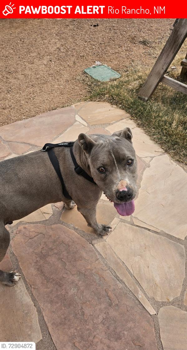 Lost Male Dog last seen Southern and Rainbow, Rio Rancho, NM 87124