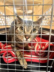 Lost Female Cat last seen 91st ave and Deer Valley Rd, Peoria, AZ 85382