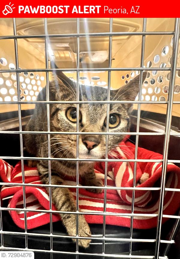 Lost Female Cat last seen 91st ave and Deer Valley Rd, Peoria, AZ 85382