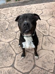 Reunited Male Dog last seen Near E Phillips Cir, Centennial, CO 80112, USA, Centennial, CO 80112