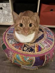 Lost Male Cat last seen Putnam Dr & Military Cutoff Bypass, Wilmington, NC 28411