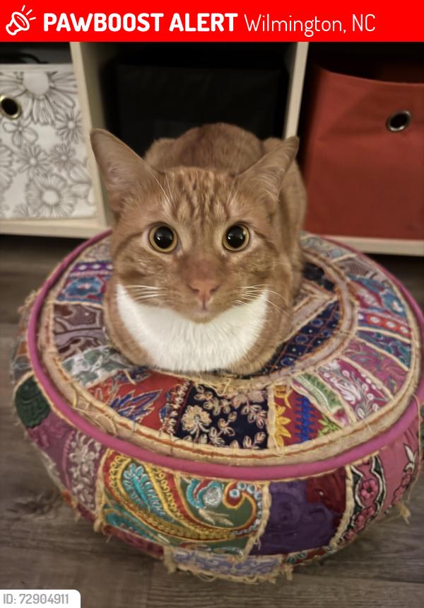 Lost Male Cat last seen Putnam Dr & Military Cutoff Bypass, Wilmington, NC 28411