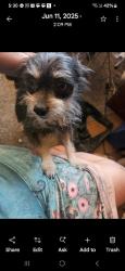 Lost Male Dog last seen Boots in the Park, Albuquerque, NM 87113
