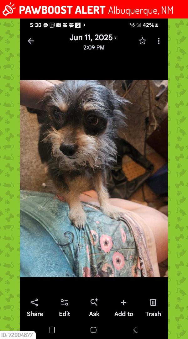 Lost Male Dog last seen Boots in the Park, Albuquerque, NM 87113