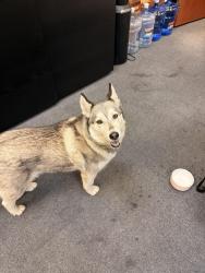 Reunited Female Dog last seen Northgate blvd, Sacramento, CA 95833