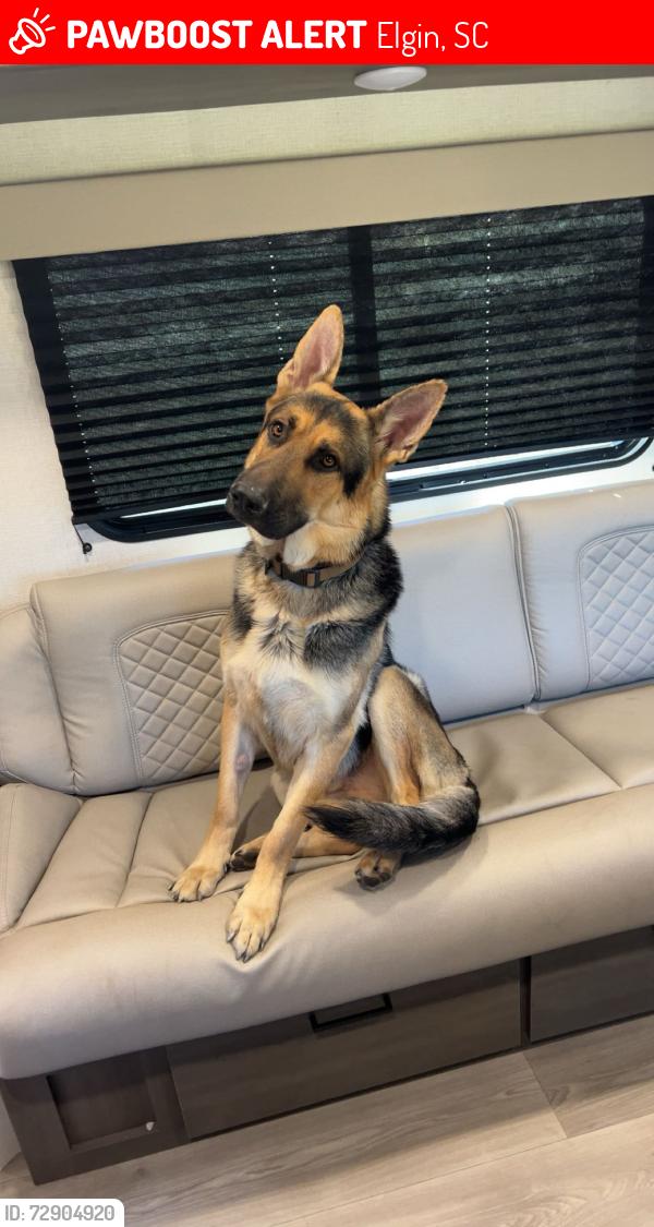 Lost Male Dog last seen Near wet bottom ln , Elgin, SC 29045