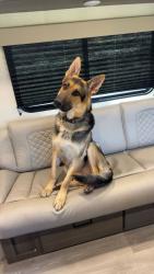 Lost Male Dog last seen Near wet bottom ln , Elgin, SC 29045