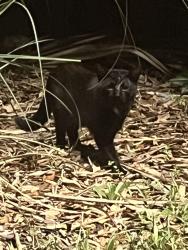 Found/Stray Unknown Cat last seen Behind the Wendy’s on Firestone Rd and Wilson Blvd, Jacksonville, FL 32210
