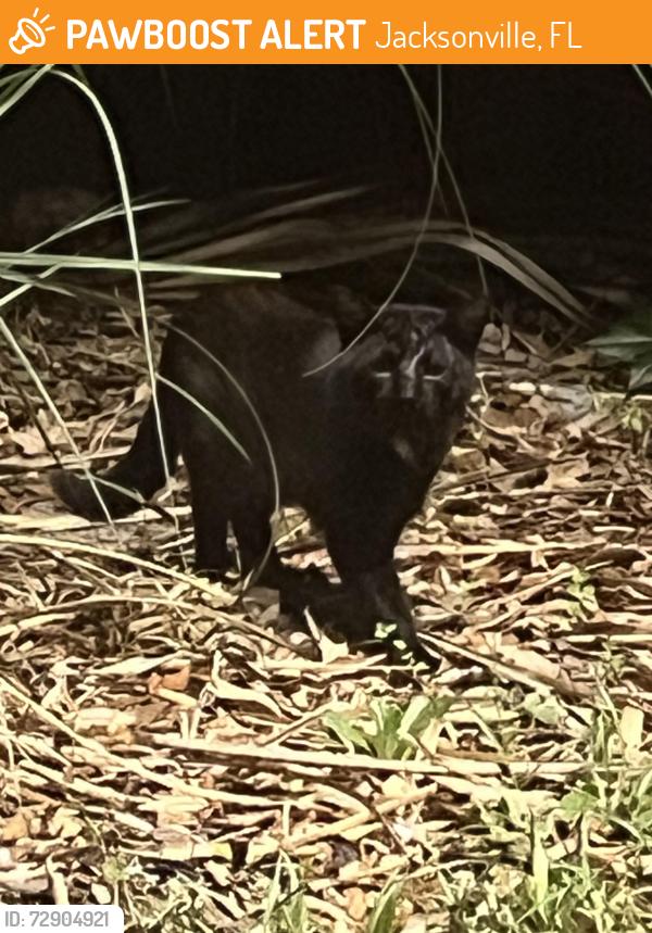 Found/Stray Unknown Cat last seen Behind the Wendy’s on Firestone Rd and Wilson Blvd, Jacksonville, FL 32210