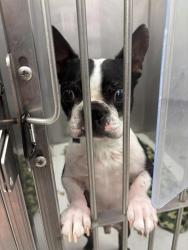 Found/Stray Male Dog last seen Tower road by the school , Gainesville, FL 32607