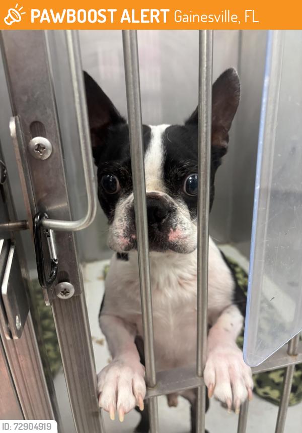 Found/Stray Male Dog last seen Tower road by the school , Gainesville, FL 32607