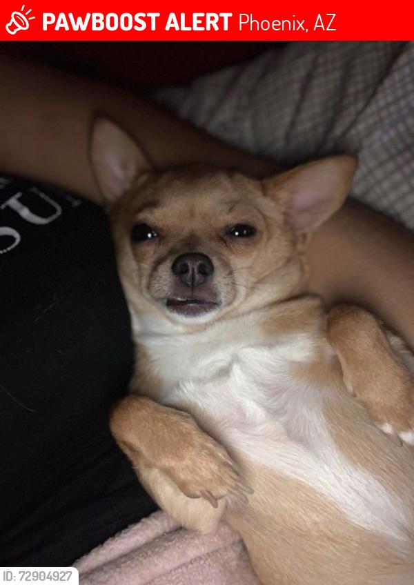 Lost Female Dog last seen 71st Ave and Thomas , Phoenix, AZ 85035