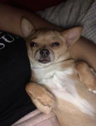 Lost Female Dog last seen 71st Ave and Thomas , Phoenix, AZ 85035