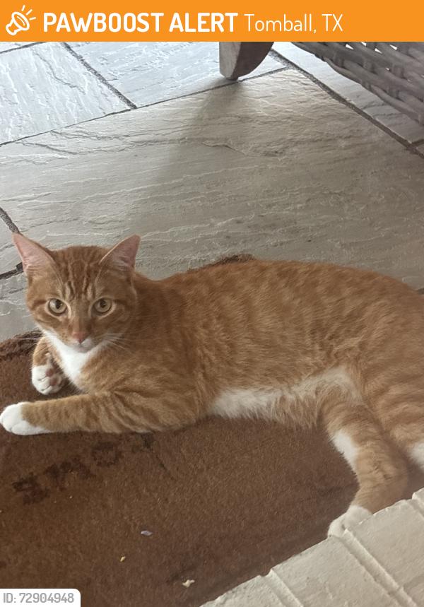 Found/Stray Unknown Cat last seen Creekside forest, Tomball, TX 77375