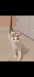 Reunited Male Cat last seen Dunmore Lane, Clemmons, NC 27012