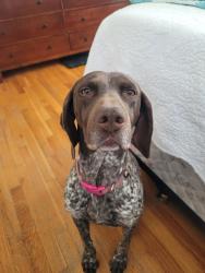 Lost Female Dog last seen willow ave and hackberry, Deerfield, IL 60015