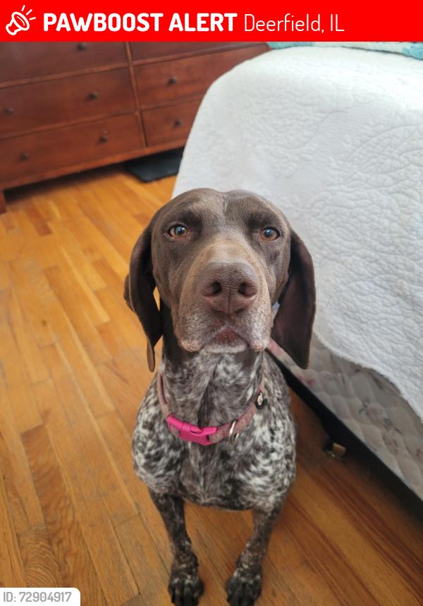 Lost Female Dog last seen willow ave and hackberry, Deerfield, IL 60015