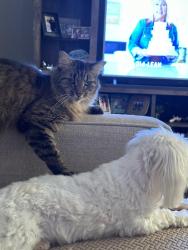 Lost Female Cat last seen Estancia Blvd (Savona)Wesley Chapel, Zephyrhills, FL 33543