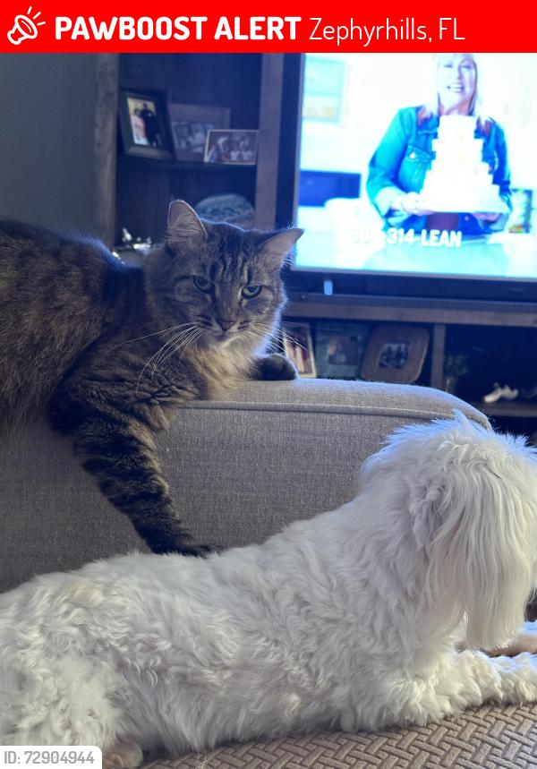 Lost Female Cat last seen Estancia Blvd (Savona)Wesley Chapel, Zephyrhills, FL 33543