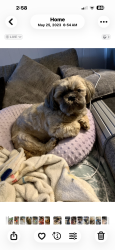 Lost Male Dog last seen Santa Gertrudis, Fort Worth, TX 76179