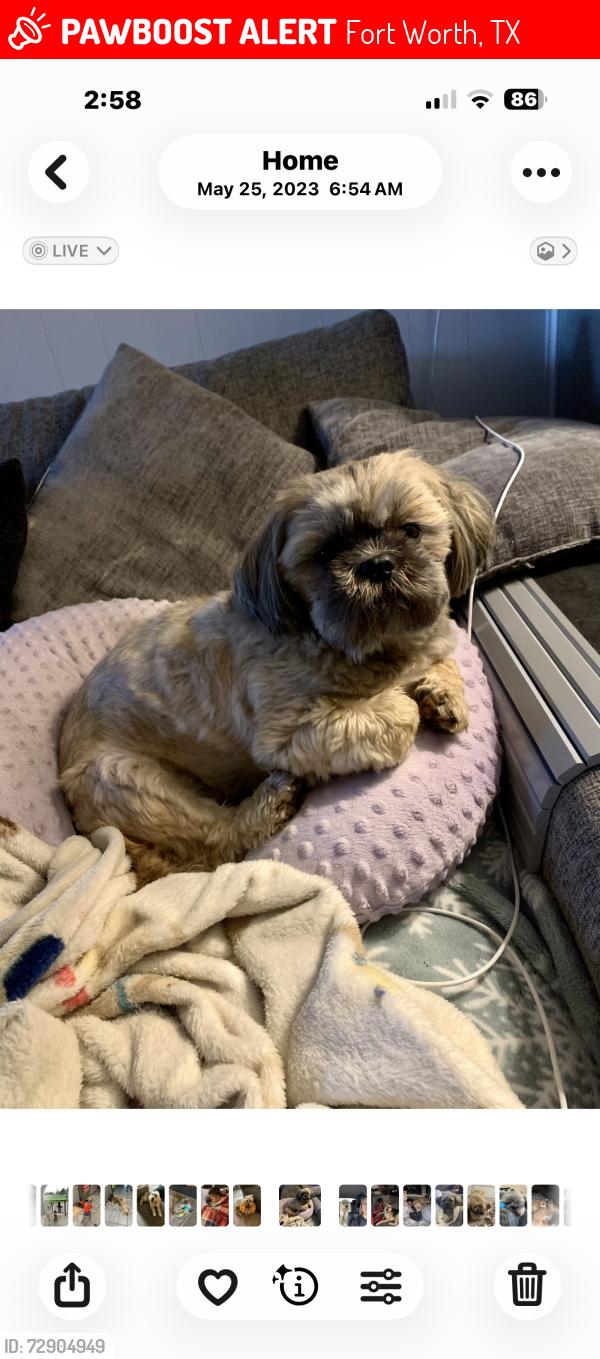 Lost Male Dog last seen Santa Gertrudis, Fort Worth, TX 76179