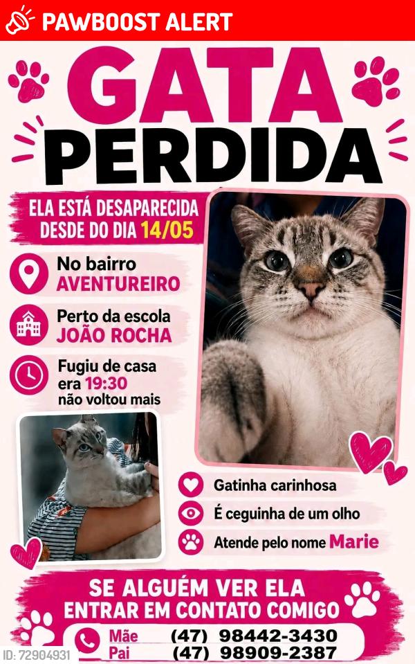 Lost Female Cat last seen Perto da escola João Rocha , Imperial de São Cristóvão, RJ 20921-004