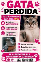 Lost Female Cat last seen Perto da escola João Rocha , Imperial de São Cristóvão, RJ 20921-004