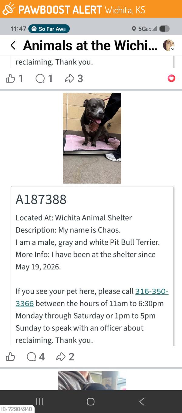 Found/Stray Male Dog last seen Wichita Animal shelter, Wichita, KS 67202