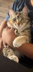 Lost Female Cat last seen McKinley Ct and Garfield , La Mesa, CA 91941