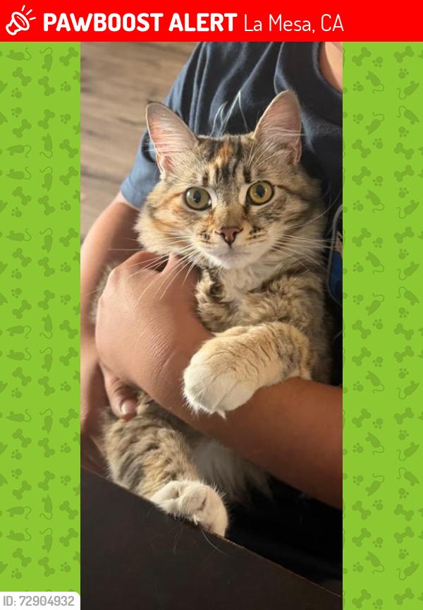 Lost Female Cat last seen McKinley Ct and Garfield , La Mesa, CA 91941