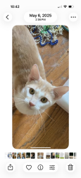 Reunited Male Cat last seen Near and White Settlement Rd, Weatherford, TX 76087