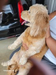 Reunited Female Dog last seen Crystal Lake, Hampton, GA 30228