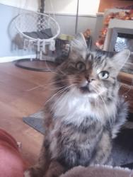 Lost Female Cat last seen New lane oswaldtwisle , Oswaldtwistle, England BB5