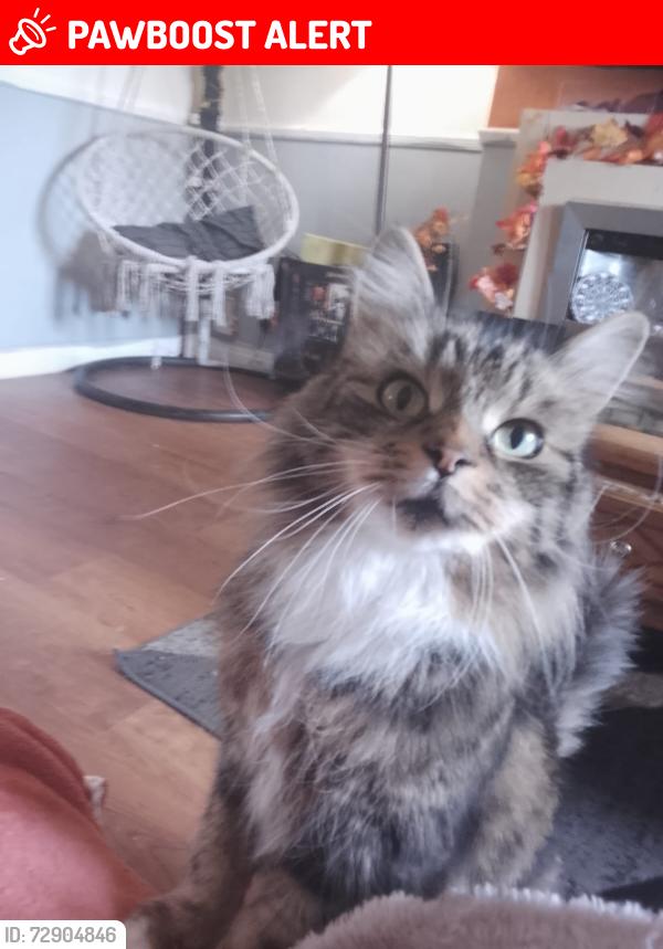 Lost Female Cat last seen New lane oswaldtwisle , Oswaldtwistle, England BB5