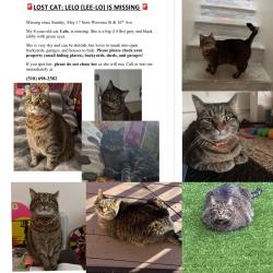 Reunited Female Cat last seen Near 16th Ave, San Francisco, CA 94116