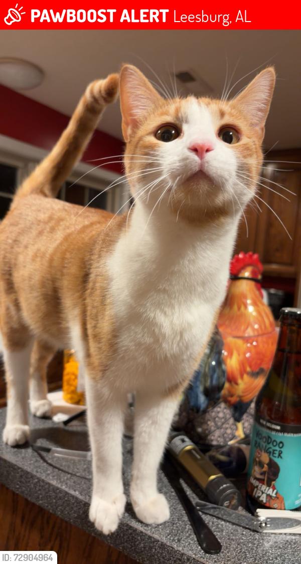 Lost Male Cat last seen Leesburg park, Leesburg, AL 35983
