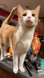 Lost Male Cat last seen Leesburg park, Leesburg, AL 35983